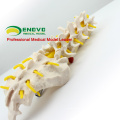 VERTEBRA01 (12384) Vértebras lombares humanas em tamanho natural com sacro, modelo de coluna vertebral lombar para a ciência médica